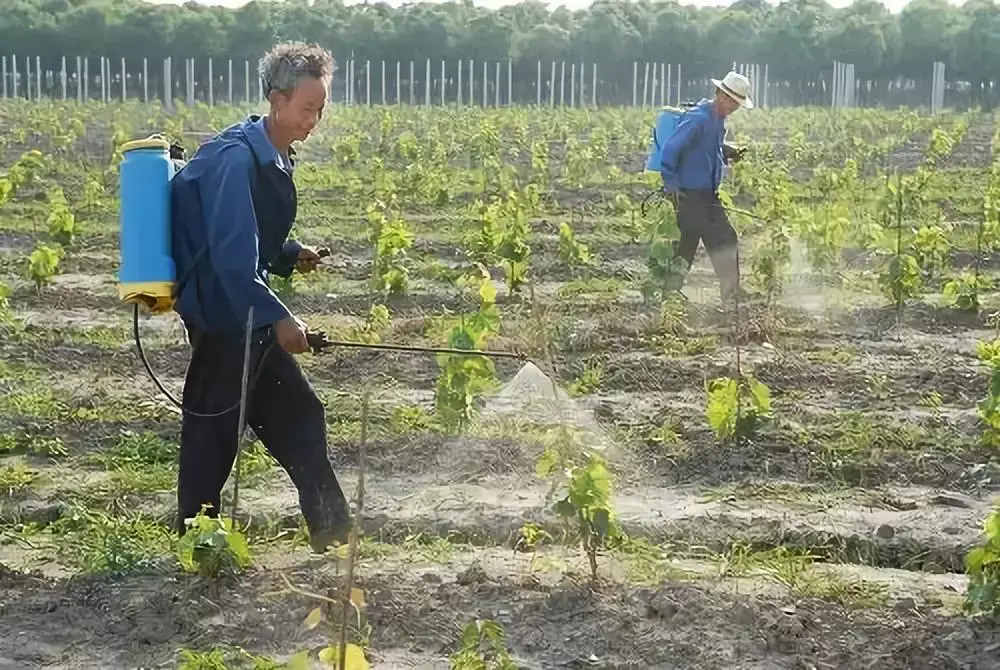 种植葡萄树技术要求_树葡萄如何种植技术_种植葡萄树技术与管理