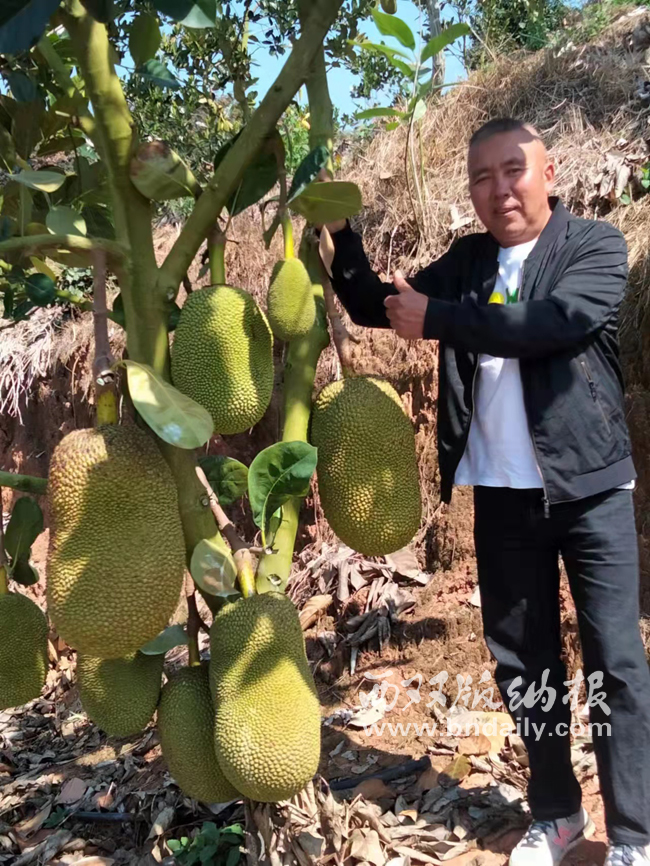 景洪市普文镇河边寨村民小组：念好水果“致富经” 铺就乡村振兴路