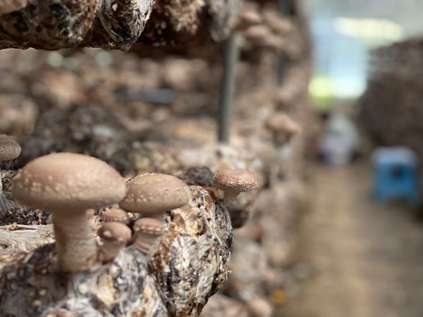 棒菇的做法大全家常窍门_棒菇种植技术视频_棒菇是什么