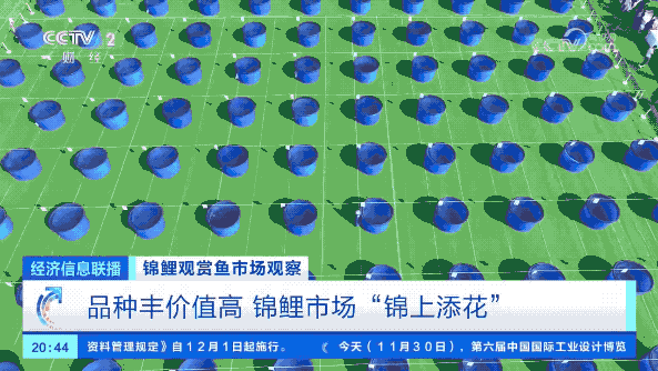 中央电视台致富经养锦鲤_致富经养锦鲤视频_中央电视台7套致富经养兔