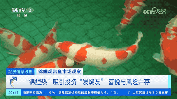 致富经养锦鲤视频_中央电视台7套致富经养兔_中央电视台致富经养锦鲤