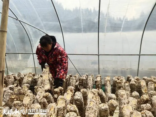 蘑菇棒的种植_棒菇种植技术视频_棒菇是什么