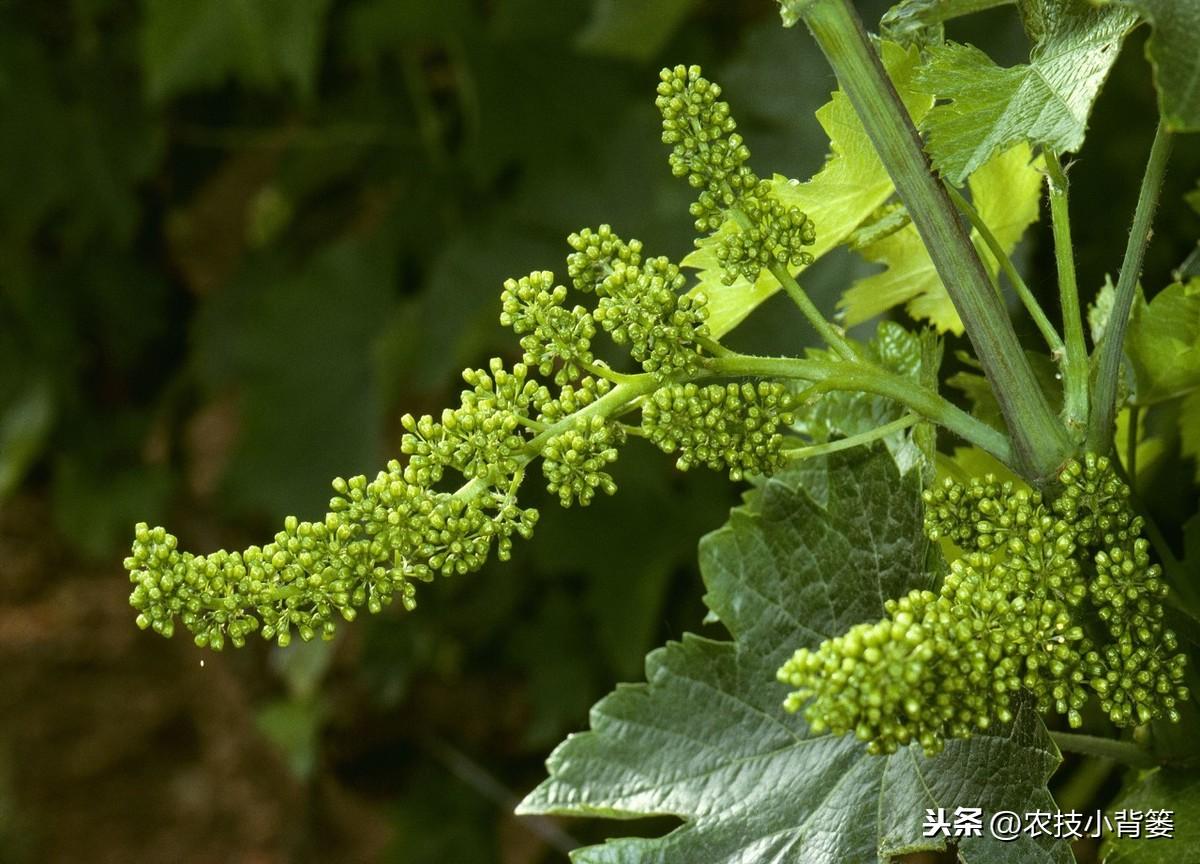 葡萄种植技术规程_萄葡的种植技术与管理_栽植葡萄技术与管理