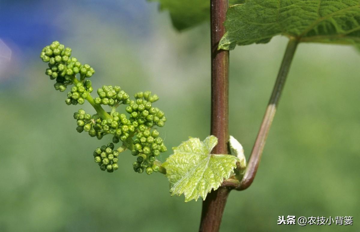 栽植葡萄技术与管理_葡萄种植技术规程_萄葡的种植技术与管理