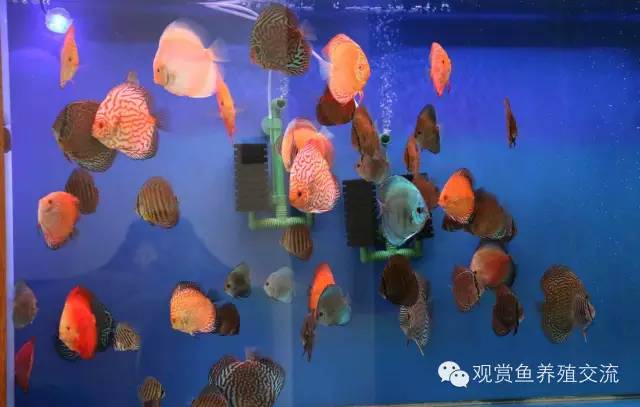 燕鱼养殖技术_燕鱼养殖注意事项_燕鱼的养殖