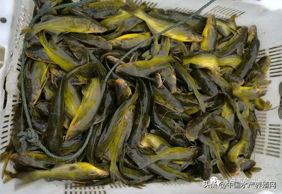 黑鱼水花怎么养殖_黑鱼水花养殖技术_养殖水花黑鱼技术视频
