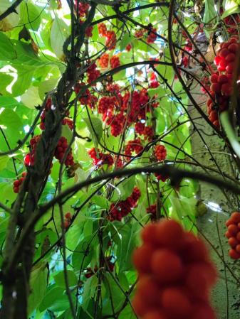 致富种植果菜园视频_菜园种植致富果_果园种植基地