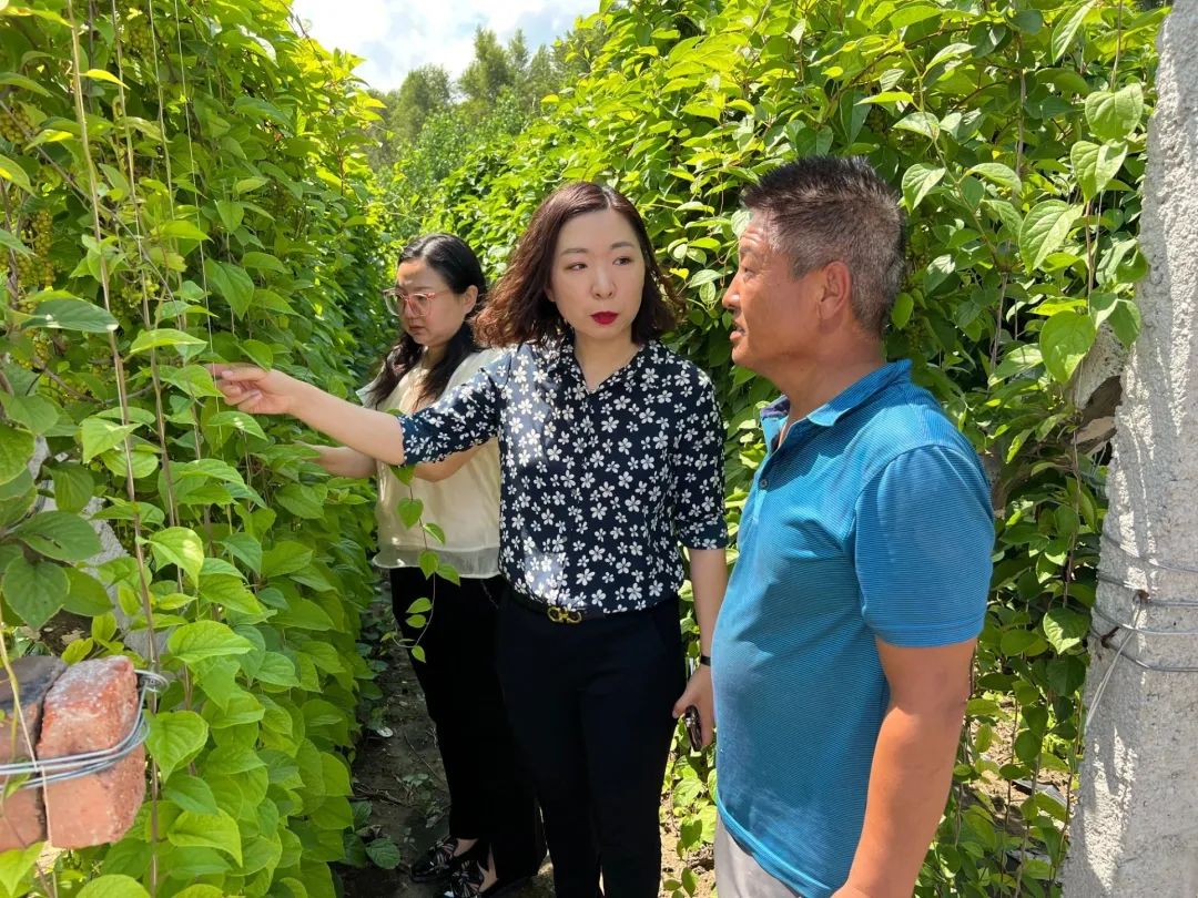 致富种植果菜园视频_菜园种植致富果_果园种植基地