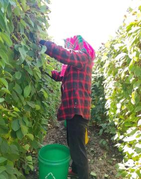 致富种植果菜园视频_菜园种植致富果_果园种植基地