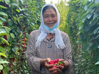 果园种植基地_致富种植果菜园视频_菜园种植致富果