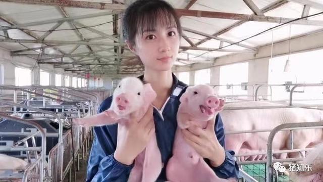 生猪怎么养殖技术_生猪养殖技术应用前景_生猪养殖技术规程