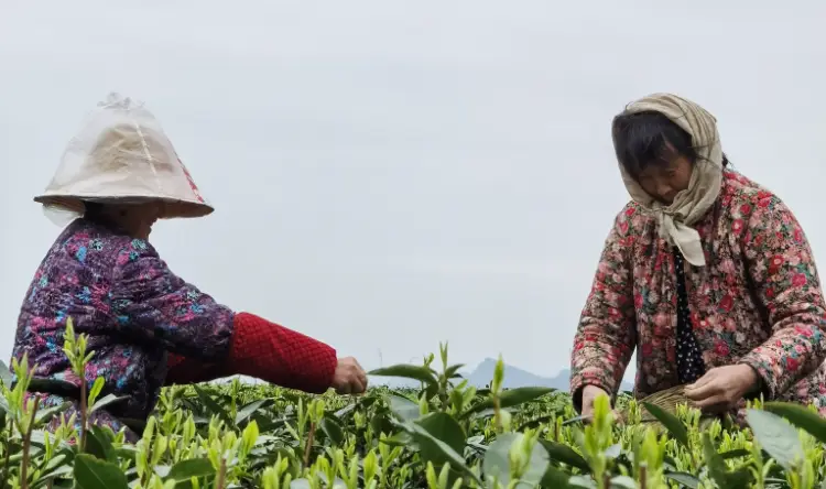 农村种植茶叶项目实施方案范文_茶叶种植家庭农场_农村种植茶叶致富
