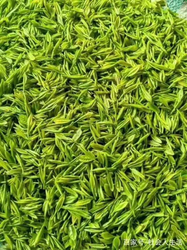 茶叶种植家庭农场_致富茶叶种植农村有补贴吗_农村种植茶叶致富