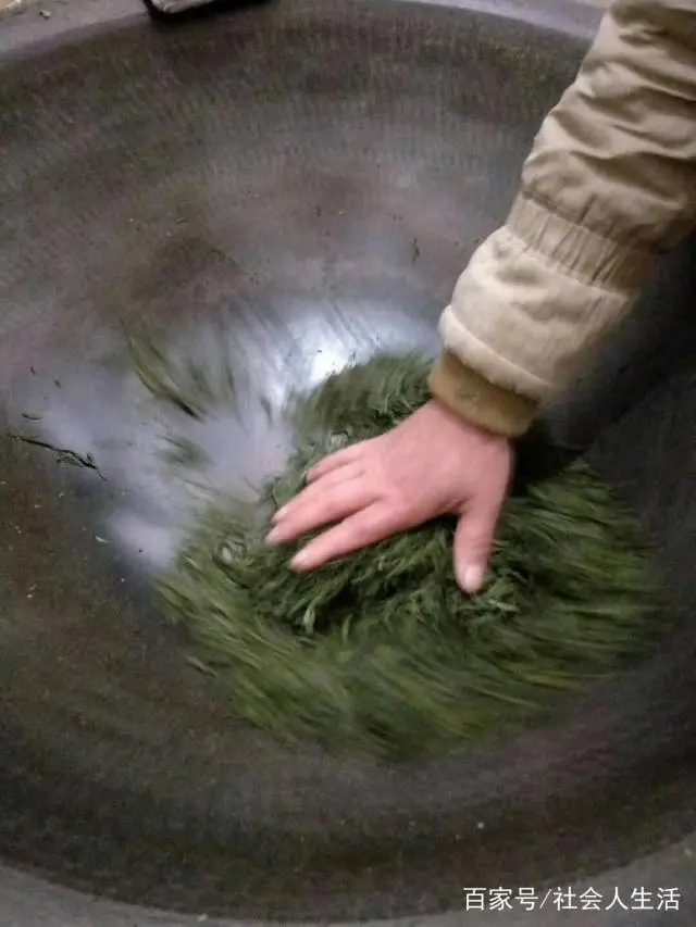 致富茶叶种植农村有补贴吗_茶叶种植家庭农场_农村种植茶叶致富