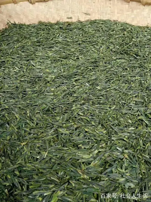 农村种植茶叶致富_茶叶种植家庭农场_致富茶叶种植农村有补贴吗