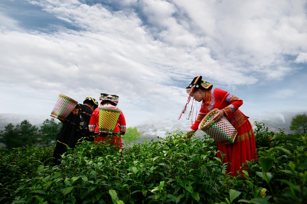 农村种植茶叶致富_农村种植茶叶赚钱吗_农村种植茶叶项目实施方案范文