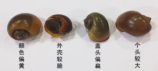 田螺和福寿螺的区分！养殖田螺开始盛行！技术简单风险小