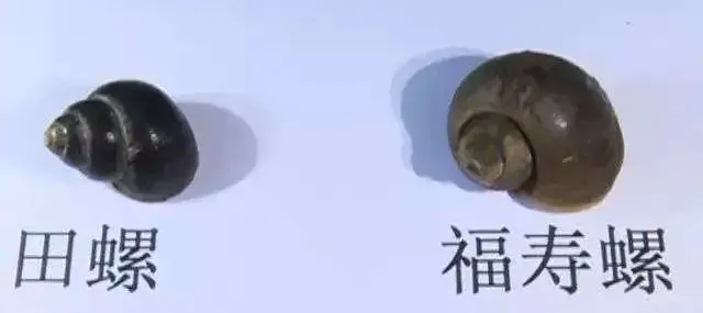 田螺和福寿螺的区分！养殖田螺开始盛行！技术简单风险小