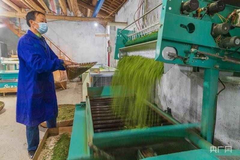 农村种植茶叶赚钱吗_致富茶叶种植农村图片大全_农村种植茶叶致富