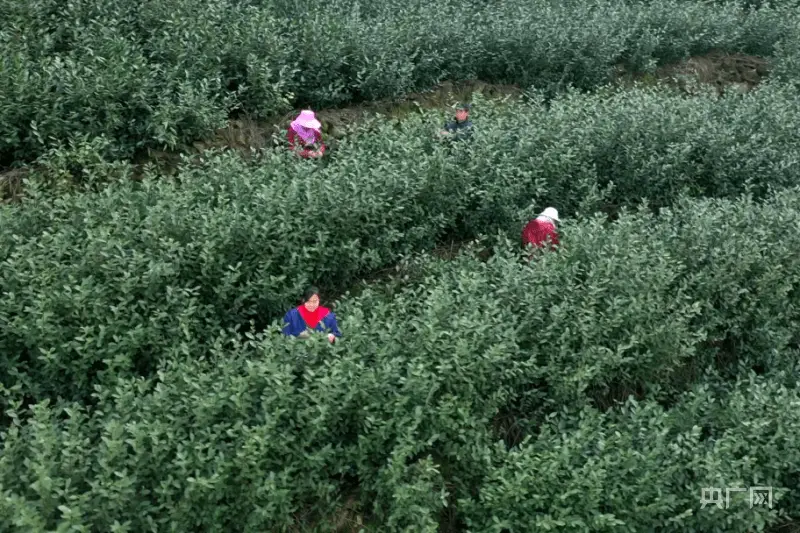 农村种植茶叶赚钱吗_农村种植茶叶致富_致富茶叶种植农村图片大全