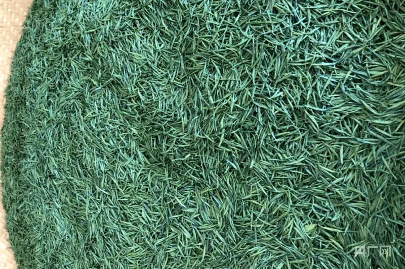 农村种植茶叶赚钱吗_农村种植茶叶致富_致富茶叶种植农村图片大全