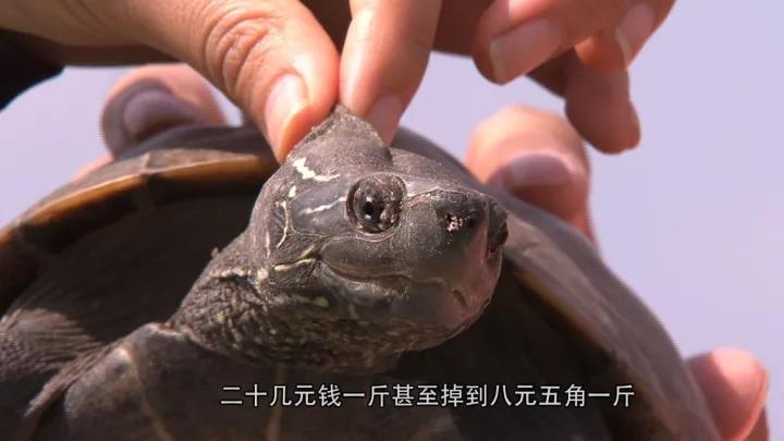 借来18万，这个90后建成如今年销超过6000万的龟鳖王国！