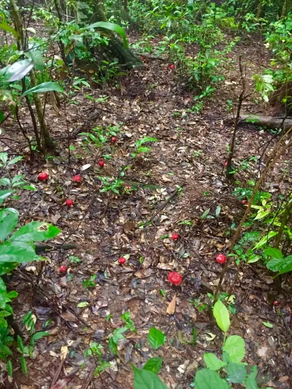 正宗种植技术红菇视频_正宗种植技术红菇图片_正宗红菇种植技术
