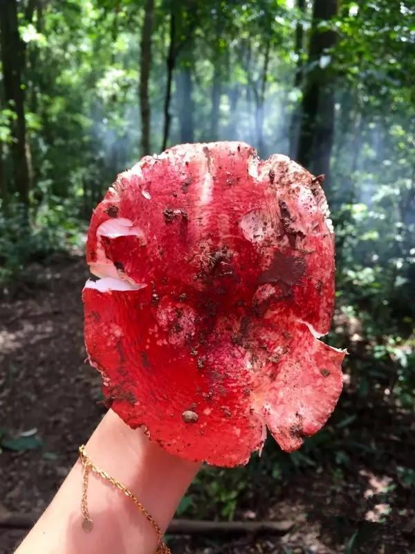 正宗种植技术红菇图片_正宗种植技术红菇视频_正宗红菇种植技术
