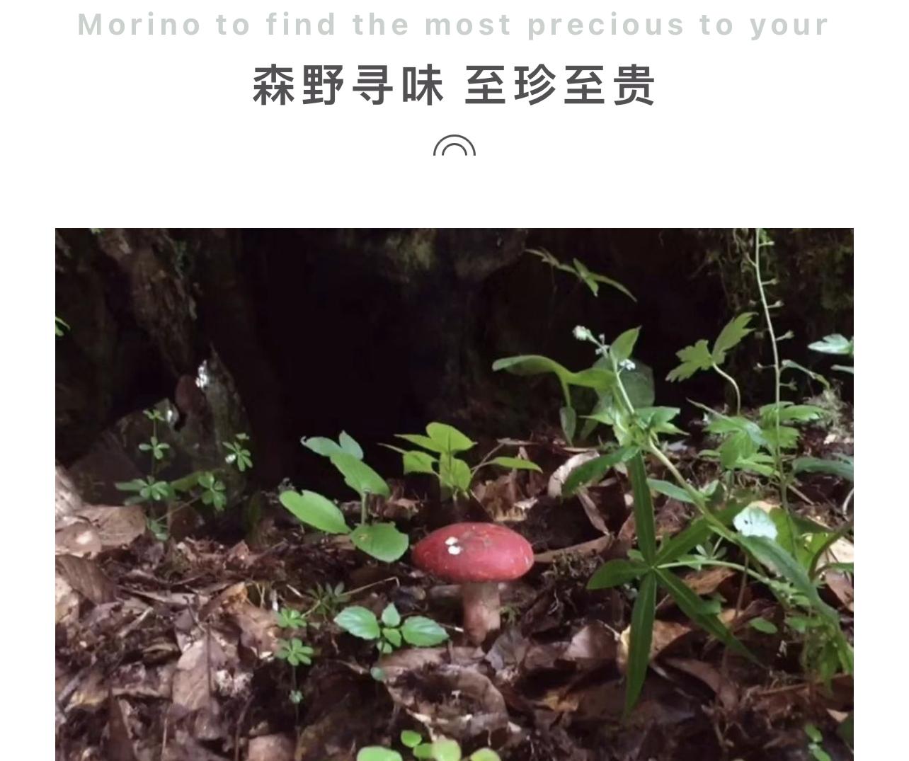野生红菇种植技术视频_正宗种植技术红菇是什么_正宗红菇种植技术
