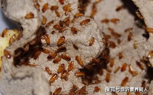 樱桃蟑螂与蝎子混养的技术和经验