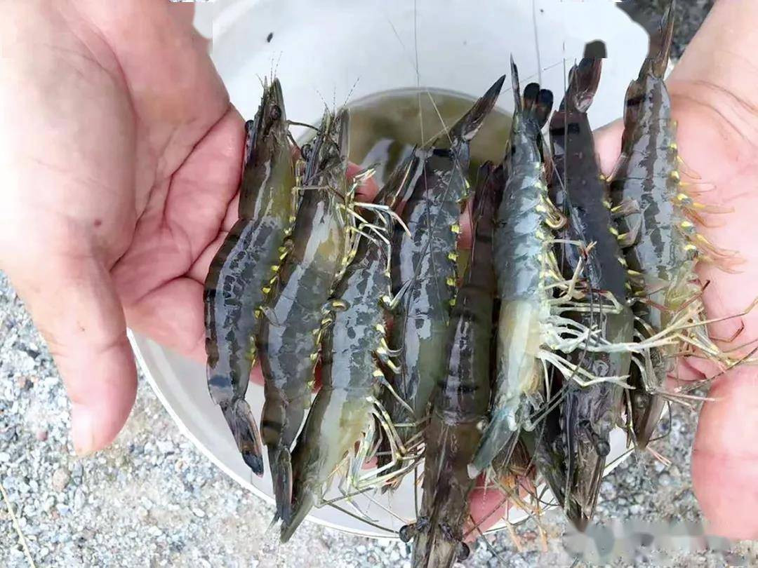 网箱养殖水蛭技术视频_斑节养殖技术视频_斑节王高密度养殖视频
