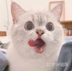 优质回答问题经验分享_做经验分享时的客套话_提交优质回答