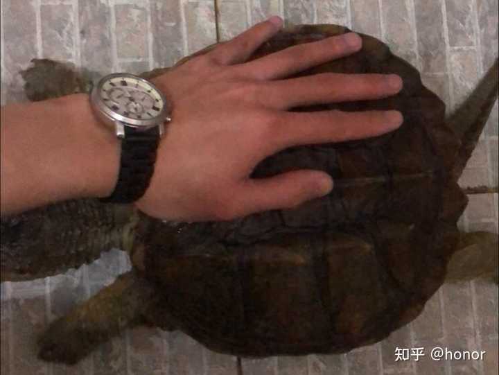 致富经养殖金钱龟_养殖金钱龟前景_致富养殖金钱龟视频
