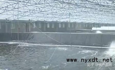 工厂化养殖业_工厂化养殖视频_工厂化养殖技术
