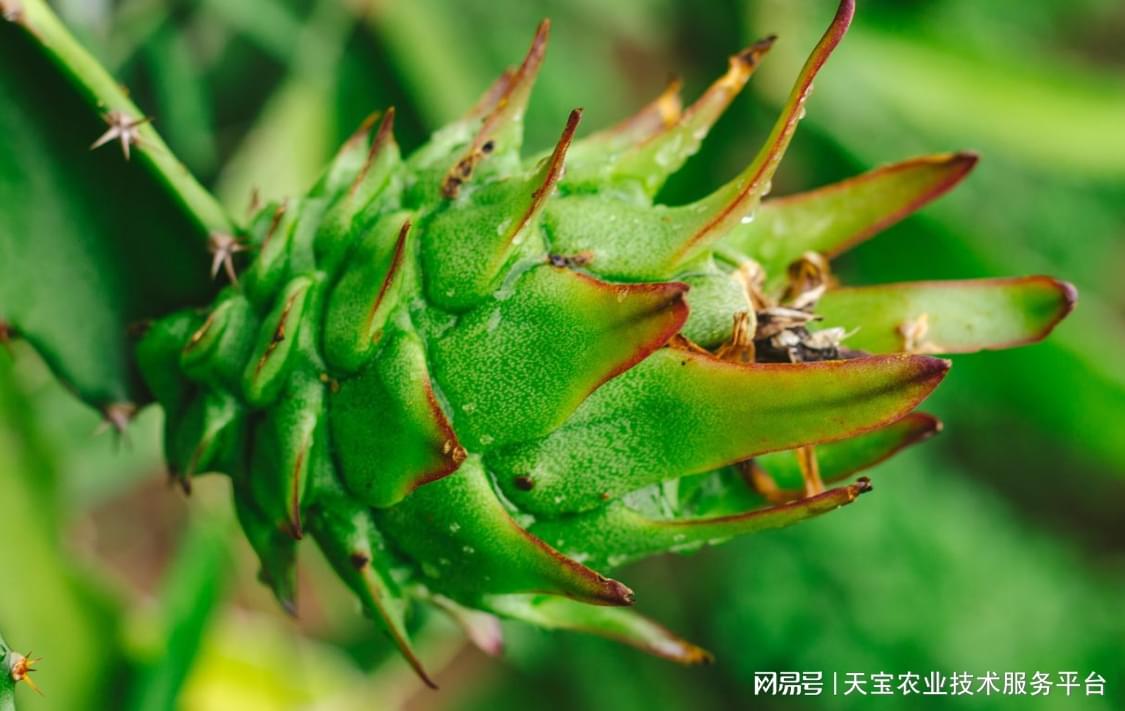 火龙果种植打顶技术_火龙种植方法视频教程_火龙怎样种植才能结果