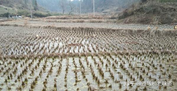 养殖蛋鸡_养殖蛋鸡挣钱吗_蛋鸡养殖技术要学几年