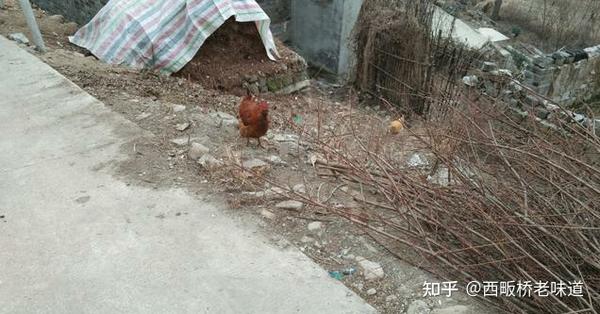 养殖蛋鸡_蛋鸡养殖技术要学几年_养殖蛋鸡挣钱吗