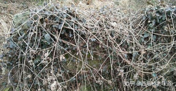 养殖蛋鸡挣钱吗_养殖蛋鸡_蛋鸡养殖技术要学几年