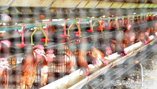 蛋鸡150天上高峰的要点