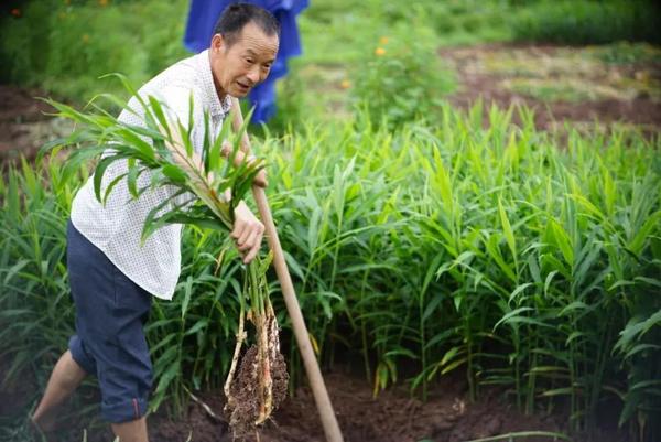 生姜施肥种植技术与管理_生姜施肥种植技术_生姜种植技术和施肥方法