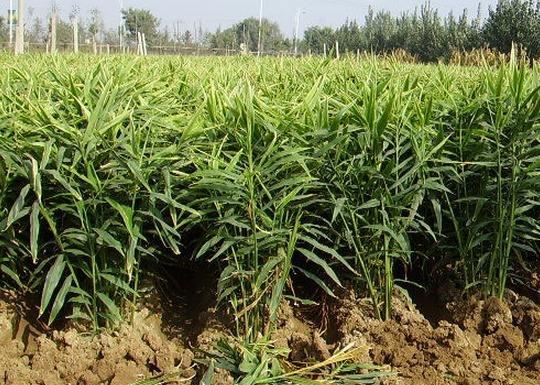 生姜施肥种植技术_生姜种植技术和施肥方法_生姜施肥种植技术与管理