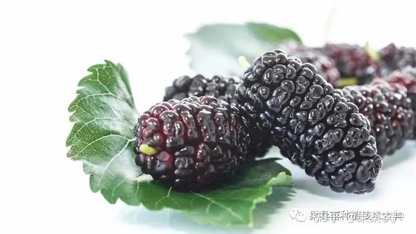 农广天地桑葚种植视频_桑椹种植技术视频央视_种植桑葚赚钱吗