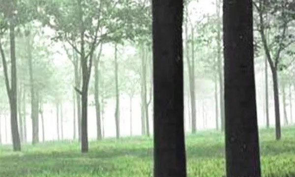 林粮模式