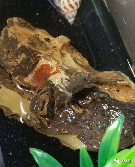 大花卉怎么养殖技术_各类花卉养殖技术_花卉养殖技术大赛视频
