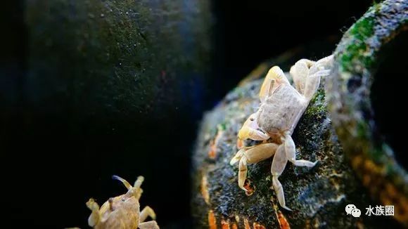 大花卉怎么养殖技术_各类花卉养殖技术_花卉养殖技术大赛视频