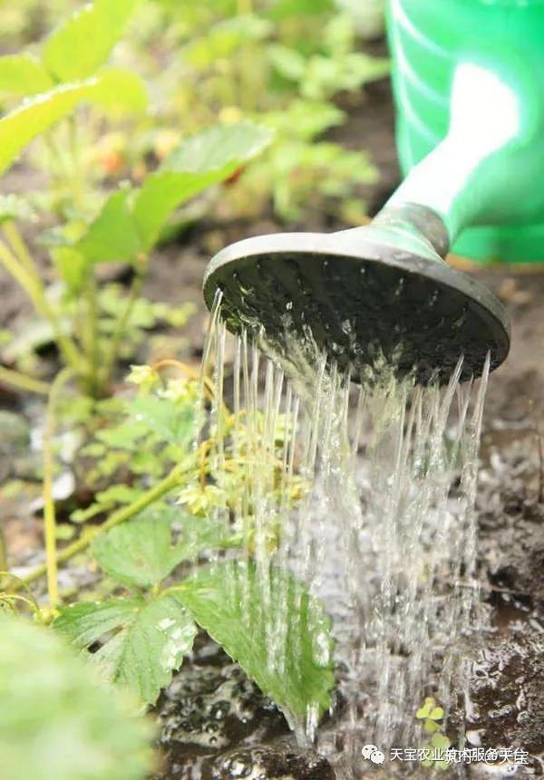 种植草莓技术人员_泡沫箱种植草莓技术_草莓种植技术