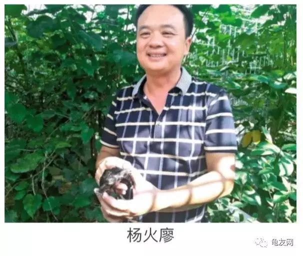 乌龟养殖致富经_乌龟养殖致富方法_乌龟致富养殖方法视频