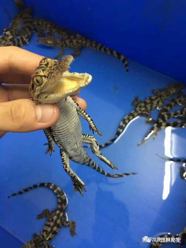 大花卉怎么养殖技术_花卉养殖技术大赛视频_花卉养殖技术大全