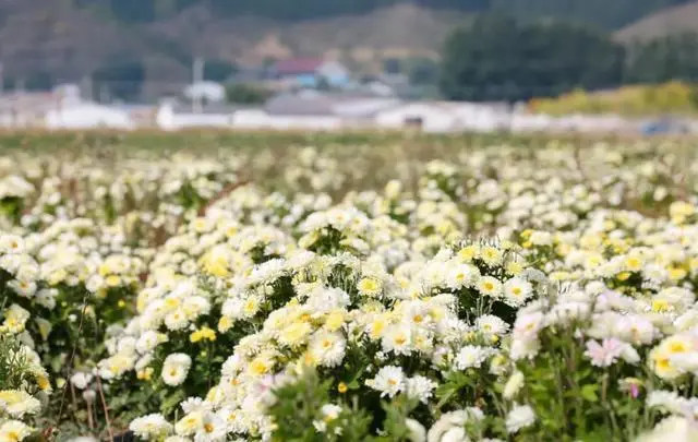 杭白菊种植效益及技术_杭菊种植经济效益_杭菊的种植技术视频
