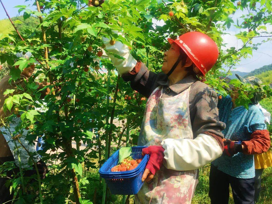 覆盘子怎么吃最好_覆盘子种植技术视频_覆盘子多少价一斤